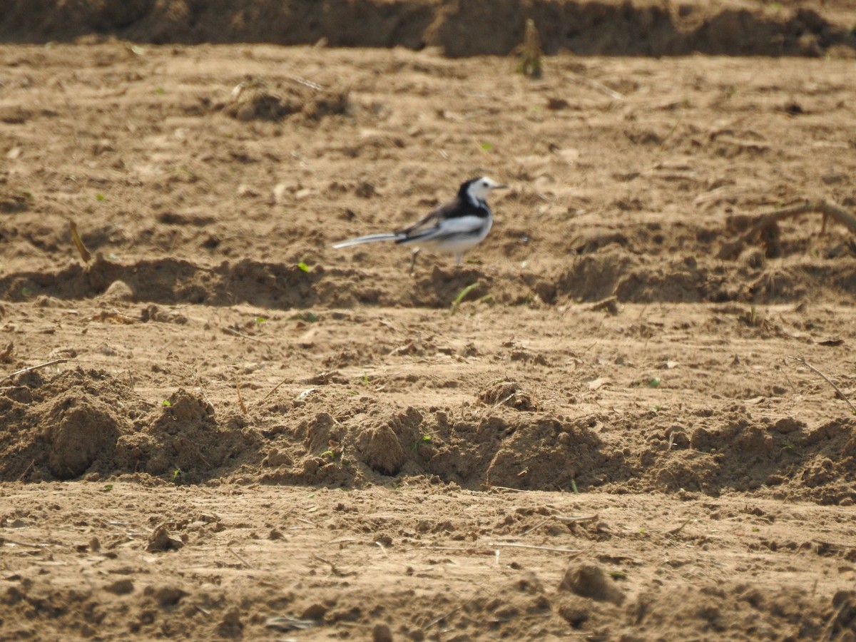 White Wagtail - ML620816729