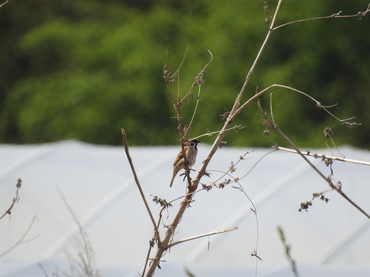 Eurasian Tree Sparrow - ML620816736