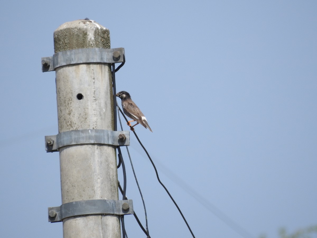 White-cheeked Starling - ML620816738