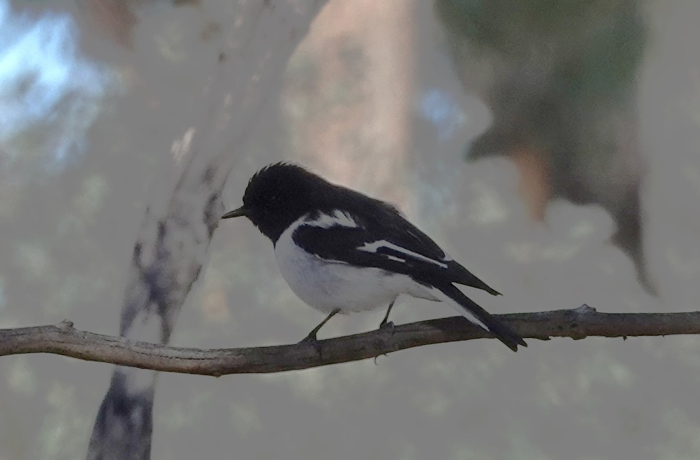 Hooded Robin - ML620816740