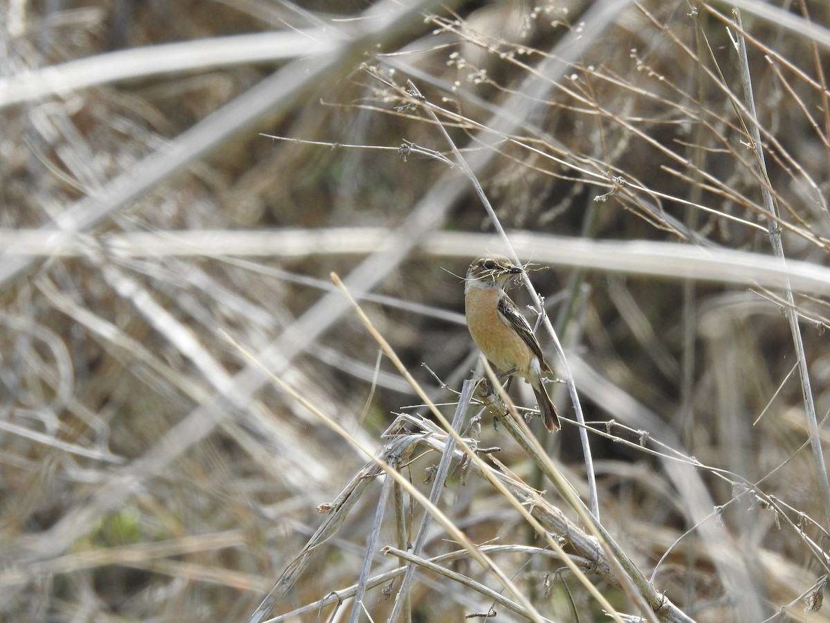 Amur Stonechat - ML620816743