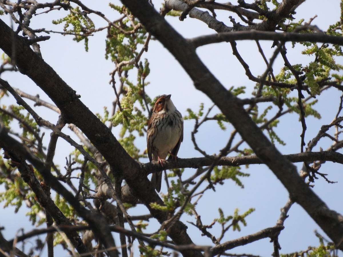 Little Bunting - ML620816749