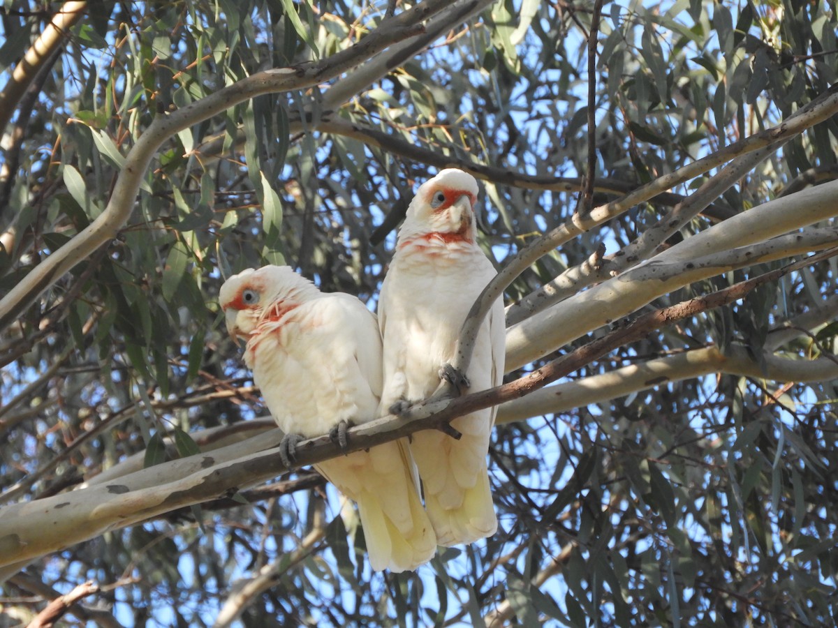 Cacatúa Picofina - ML620816754