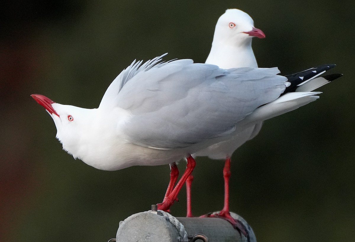 Gaviota Plateada - ML620816757