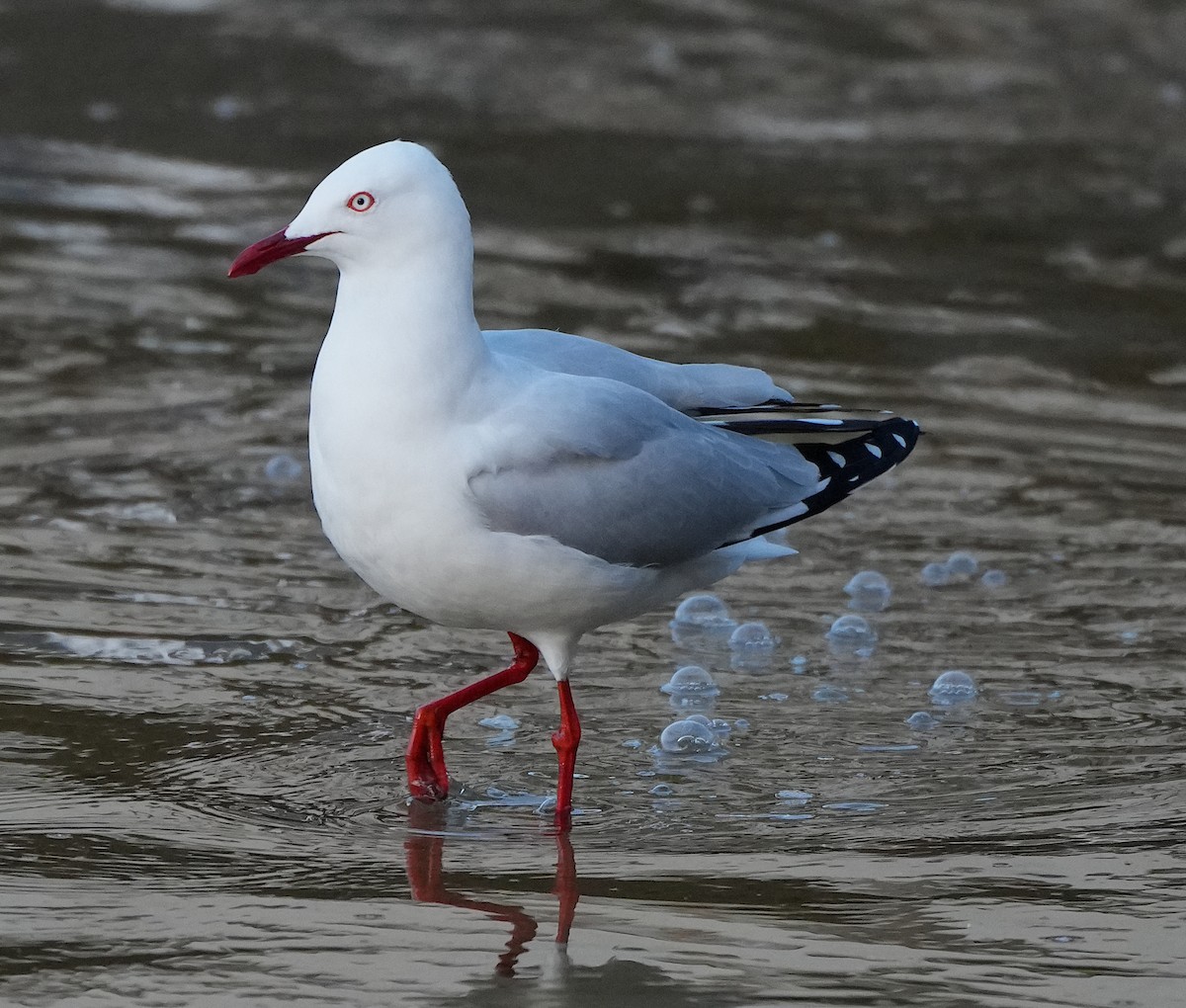 Silver Gull - ML620816758