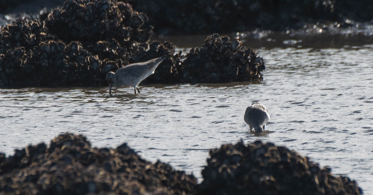 Bar-tailed Godwit - ML620816761