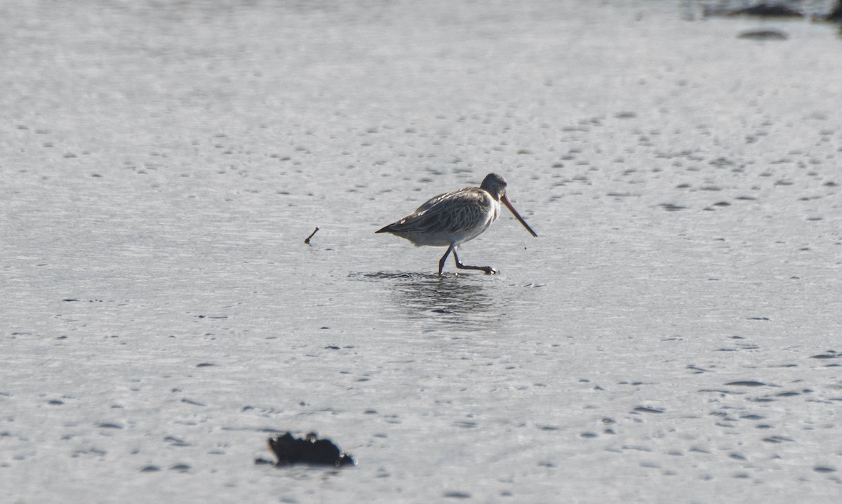 Bar-tailed Godwit - ML620816762