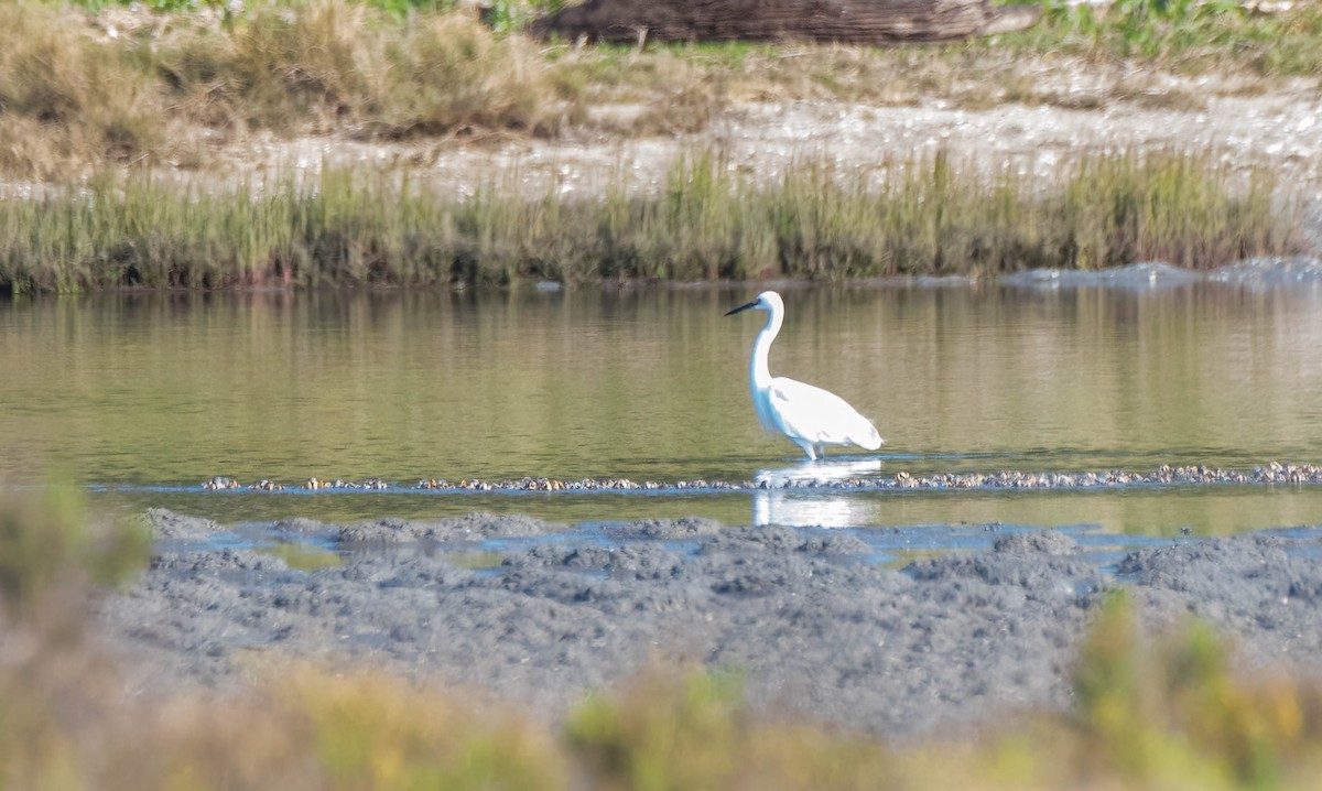 Little Egret - ML620816766