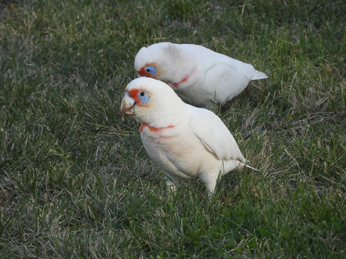 Cacatúa Picofina - ML620816767