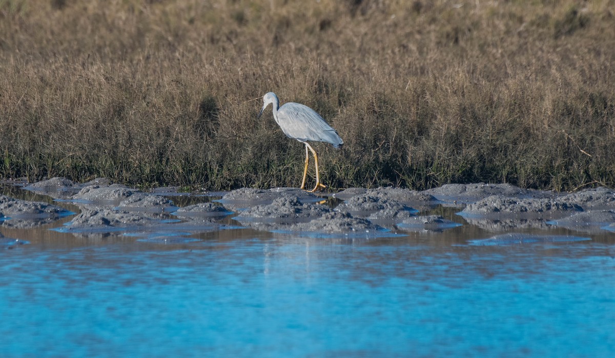 White-faced Heron - ML620816768