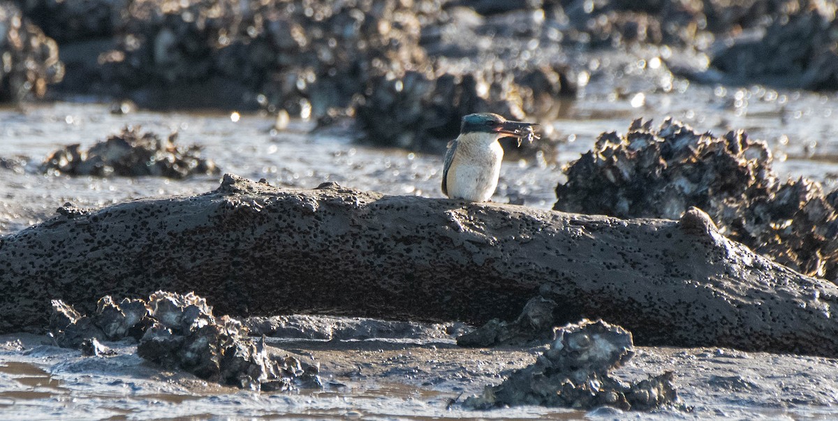 Sacred Kingfisher - ML620816769