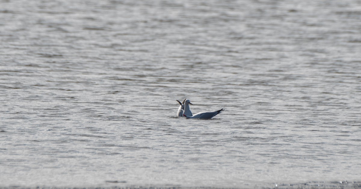 Gaviota Plateada - ML620816774