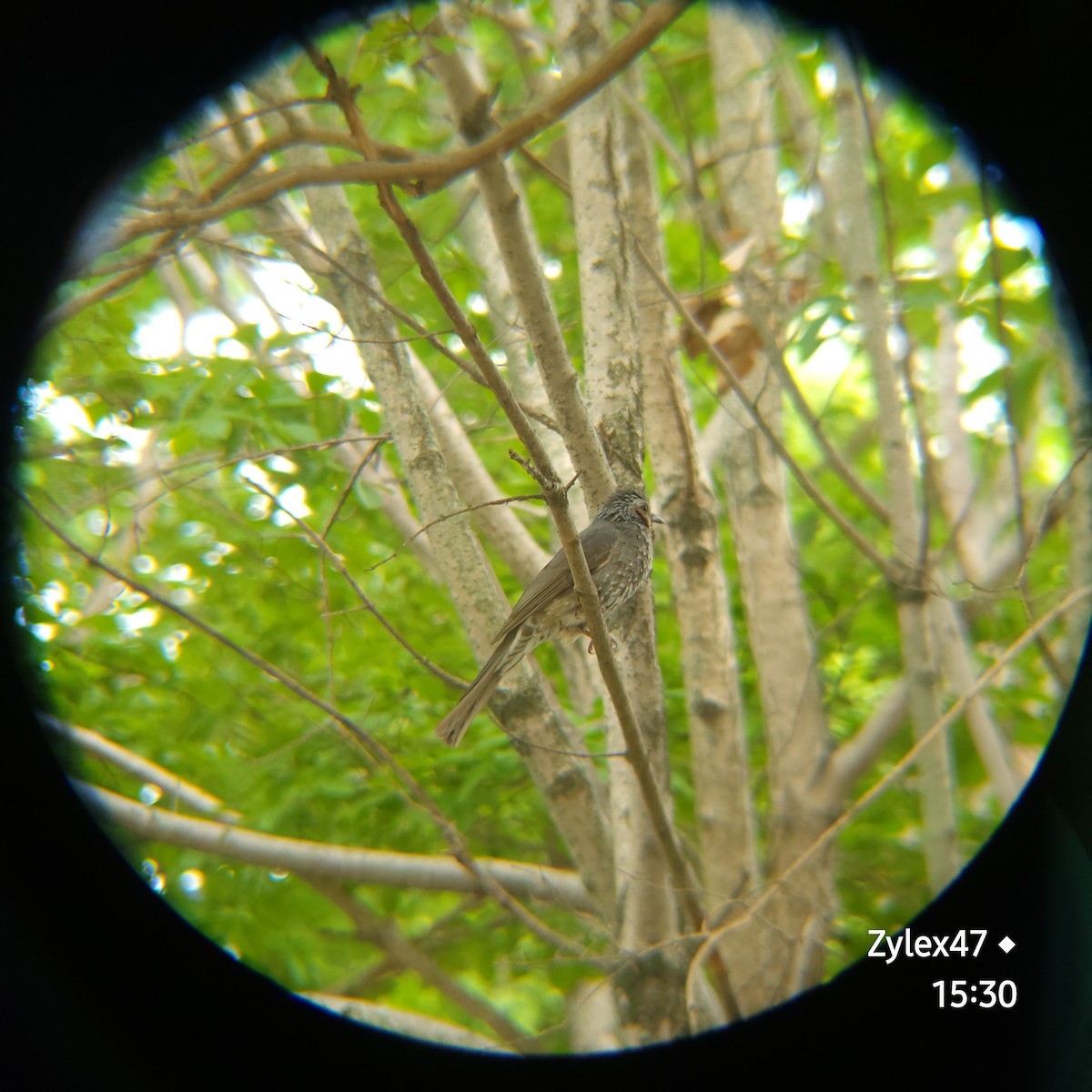 Brown-eared Bulbul - ML620816787