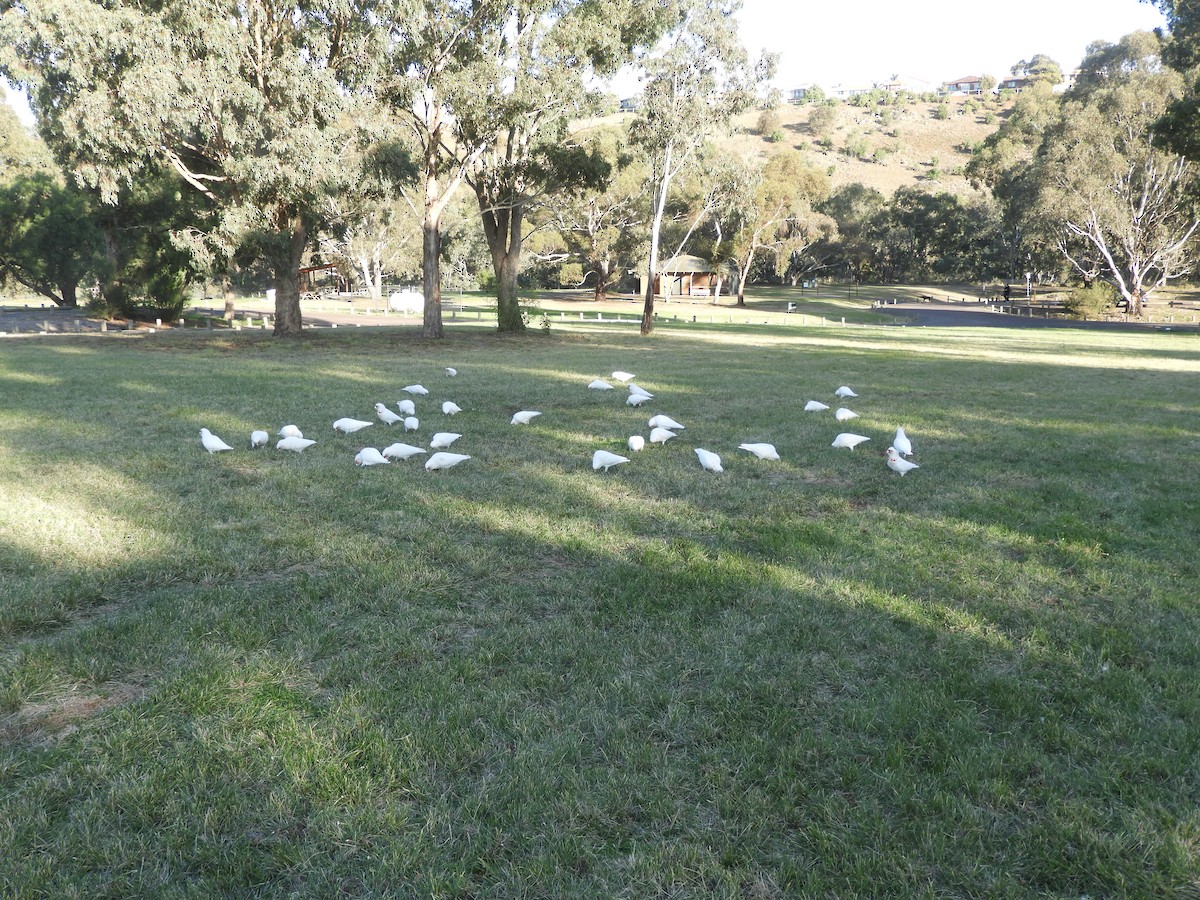 Long-billed Corella - ML620816788