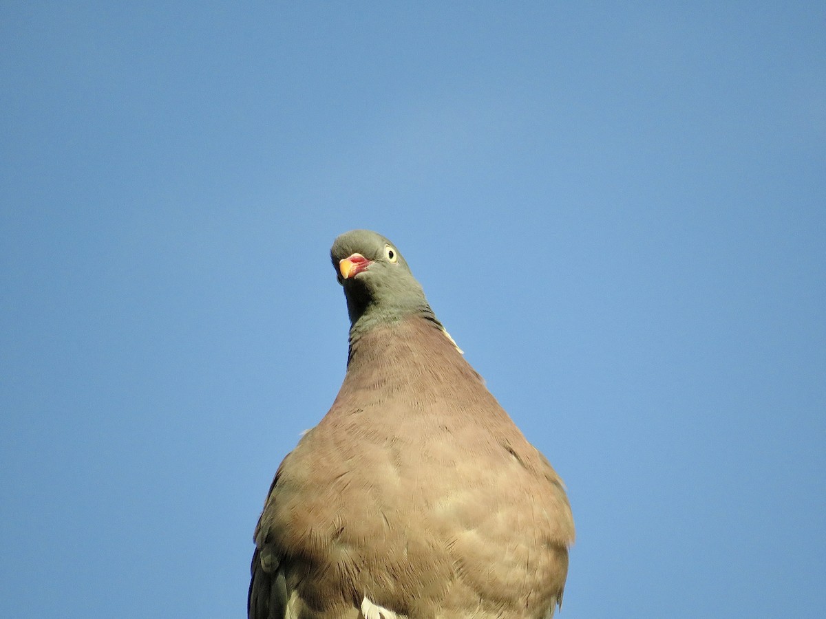 Common Wood-Pigeon - ML620816793