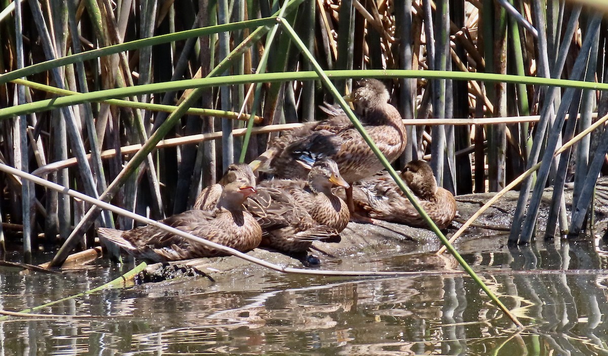 Canard colvert - ML620816796