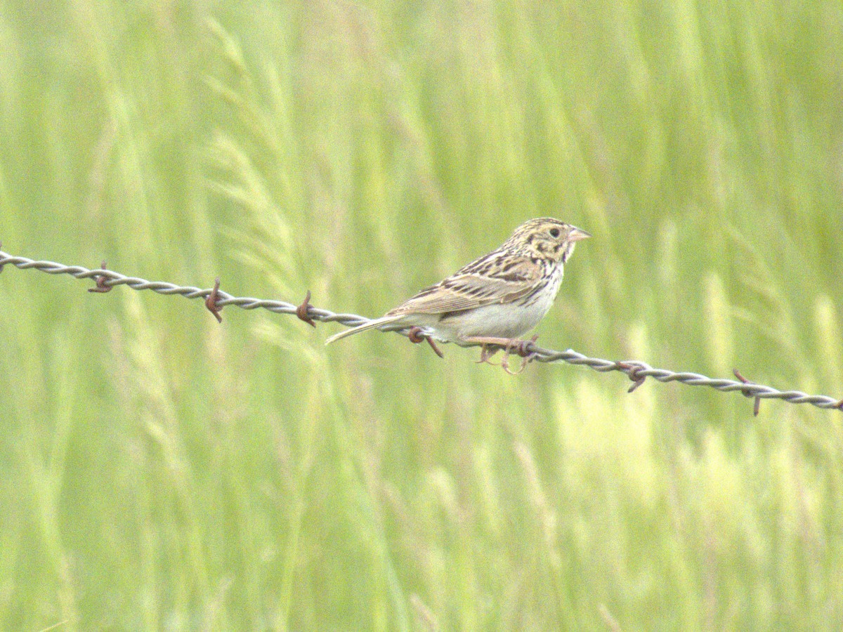 Baird's Sparrow - ML620816799