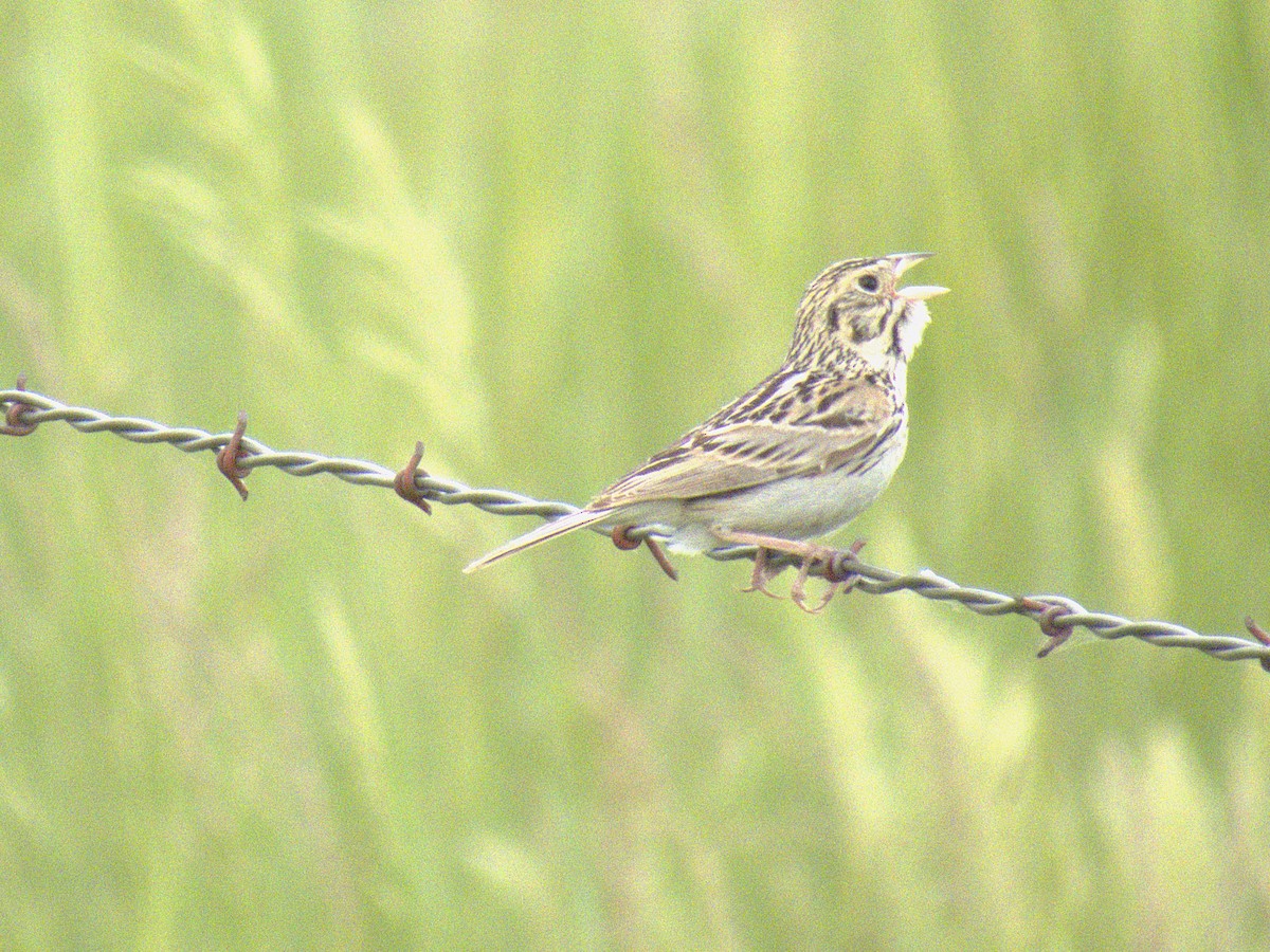 Baird's Sparrow - ML620816800