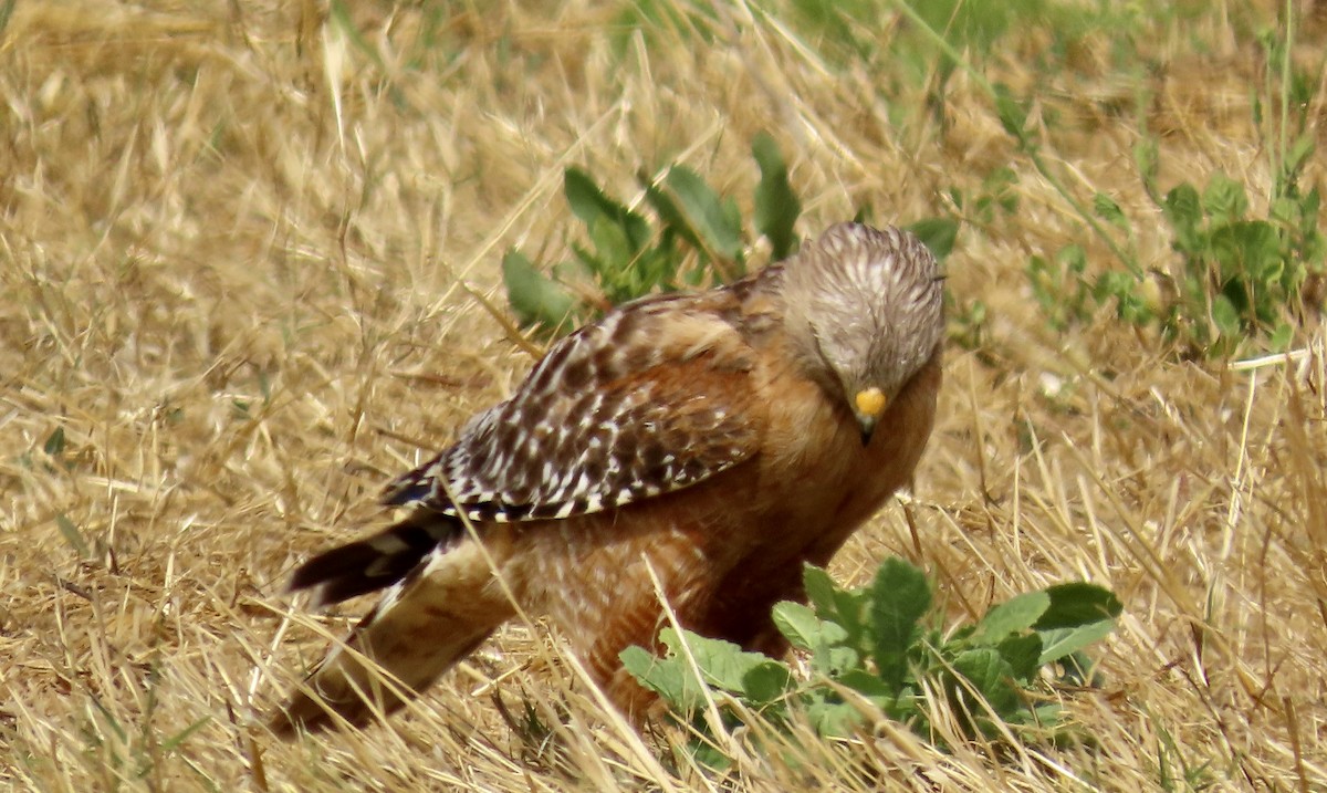 Red-shouldered Hawk - ML620816806