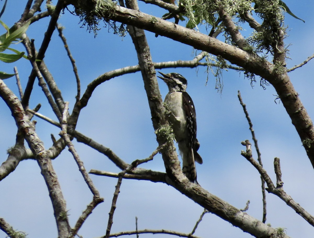 Downy Woodpecker - ML620816813