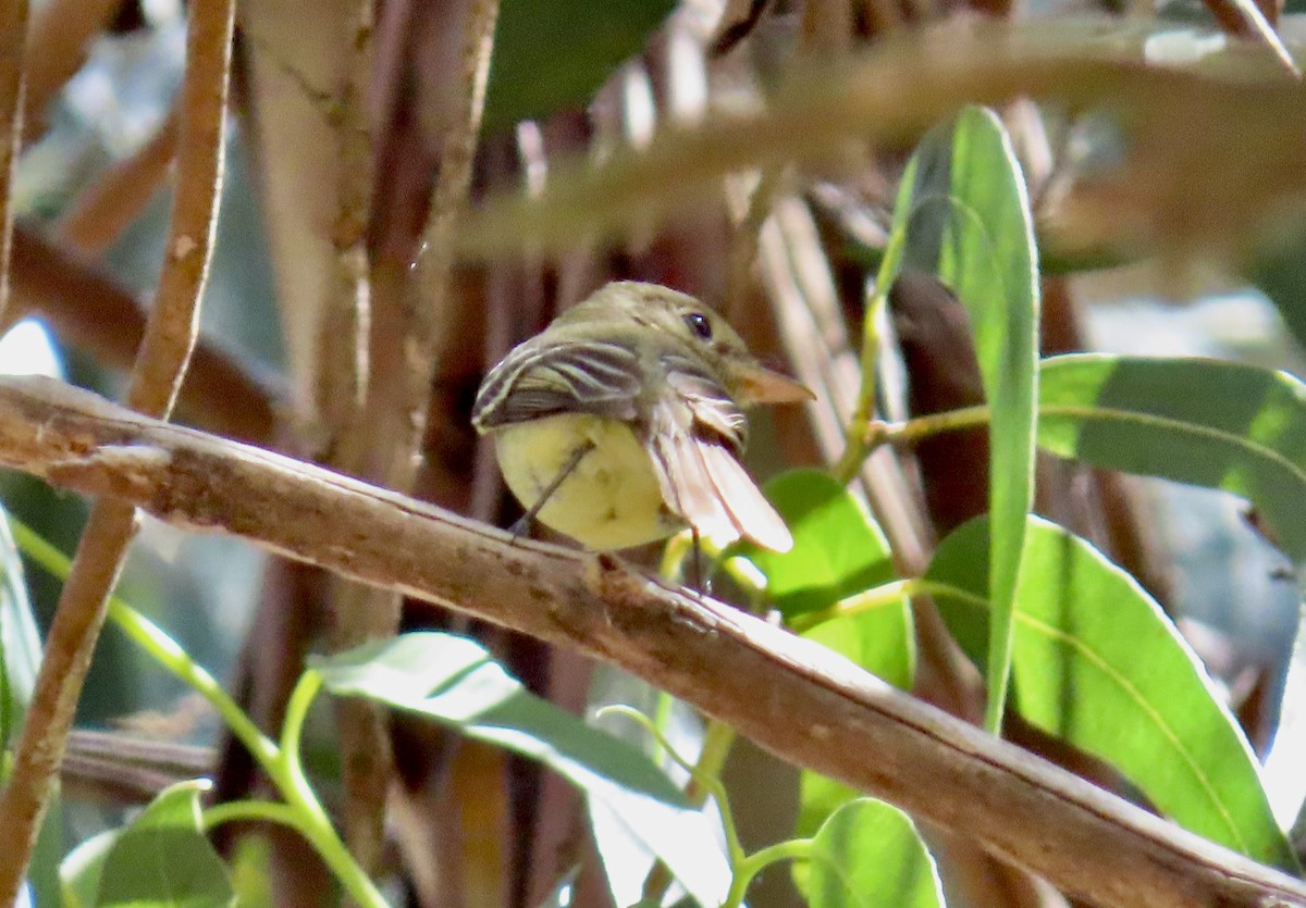 Western Flycatcher (Pacific-slope) - ML620816816