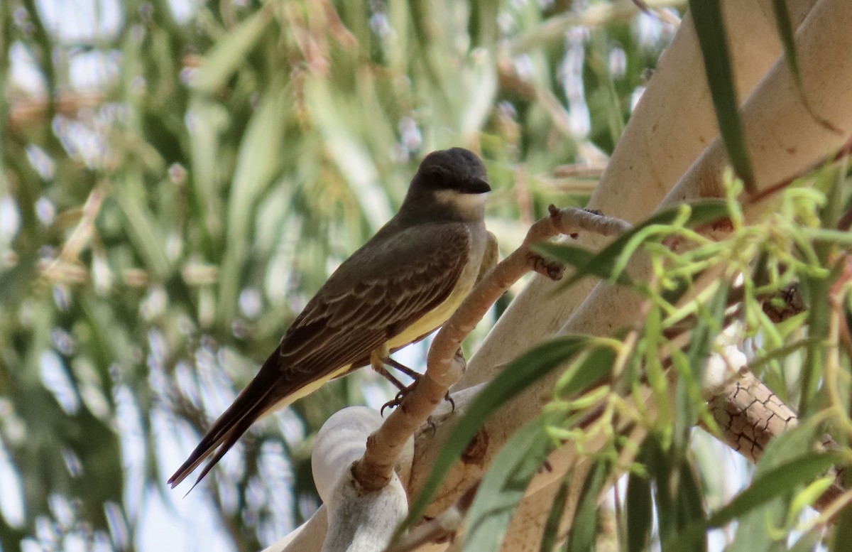 Cassin's Kingbird - ML620816817