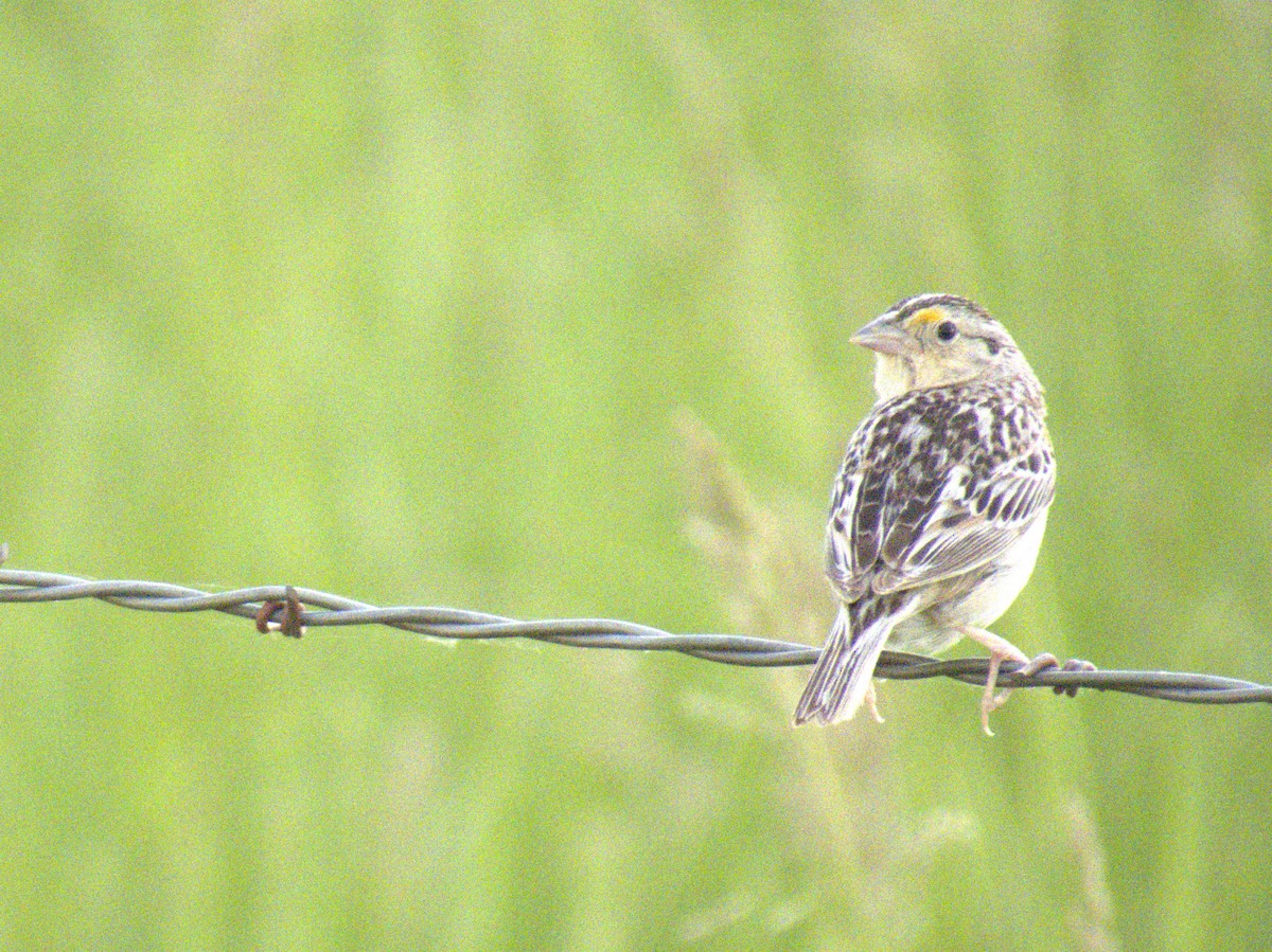 Grasshopper Sparrow - ML620816818