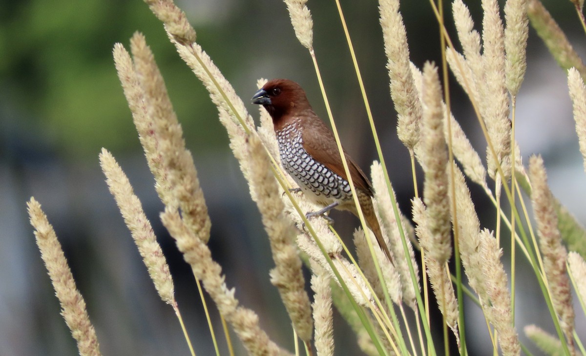 Scaly-breasted Munia - ML620816819