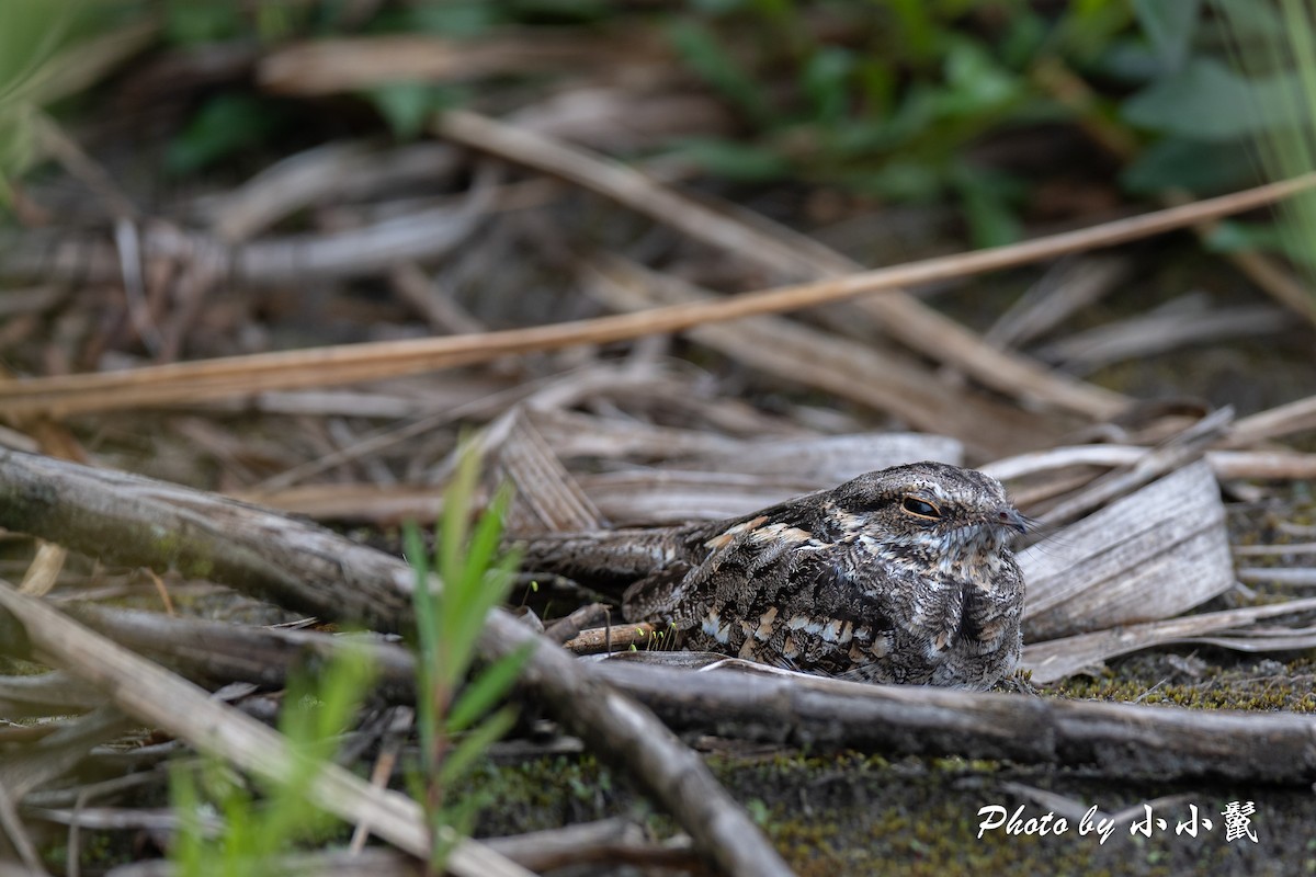 Ladder-tailed Nightjar - ML620816822