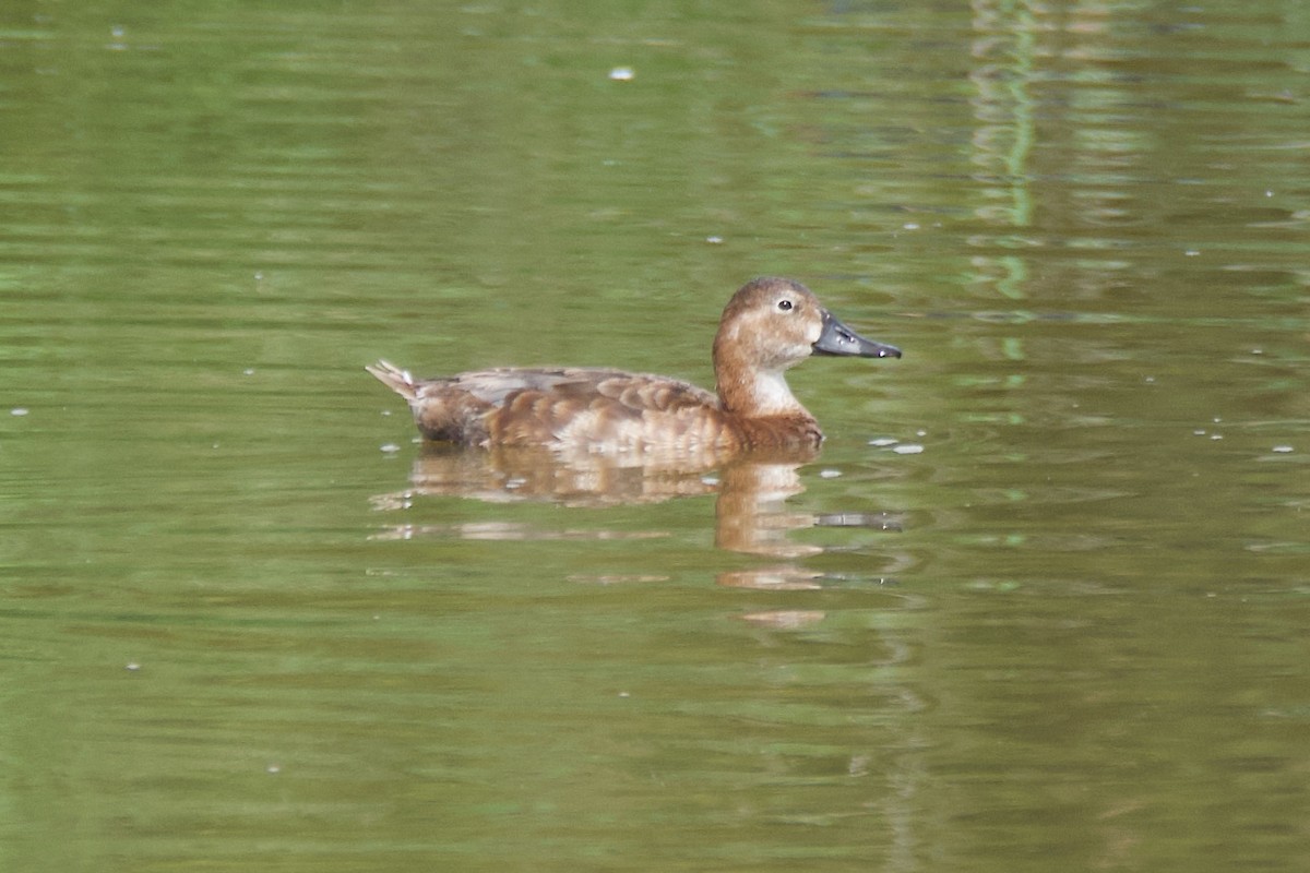 Common Pochard - ML620816823