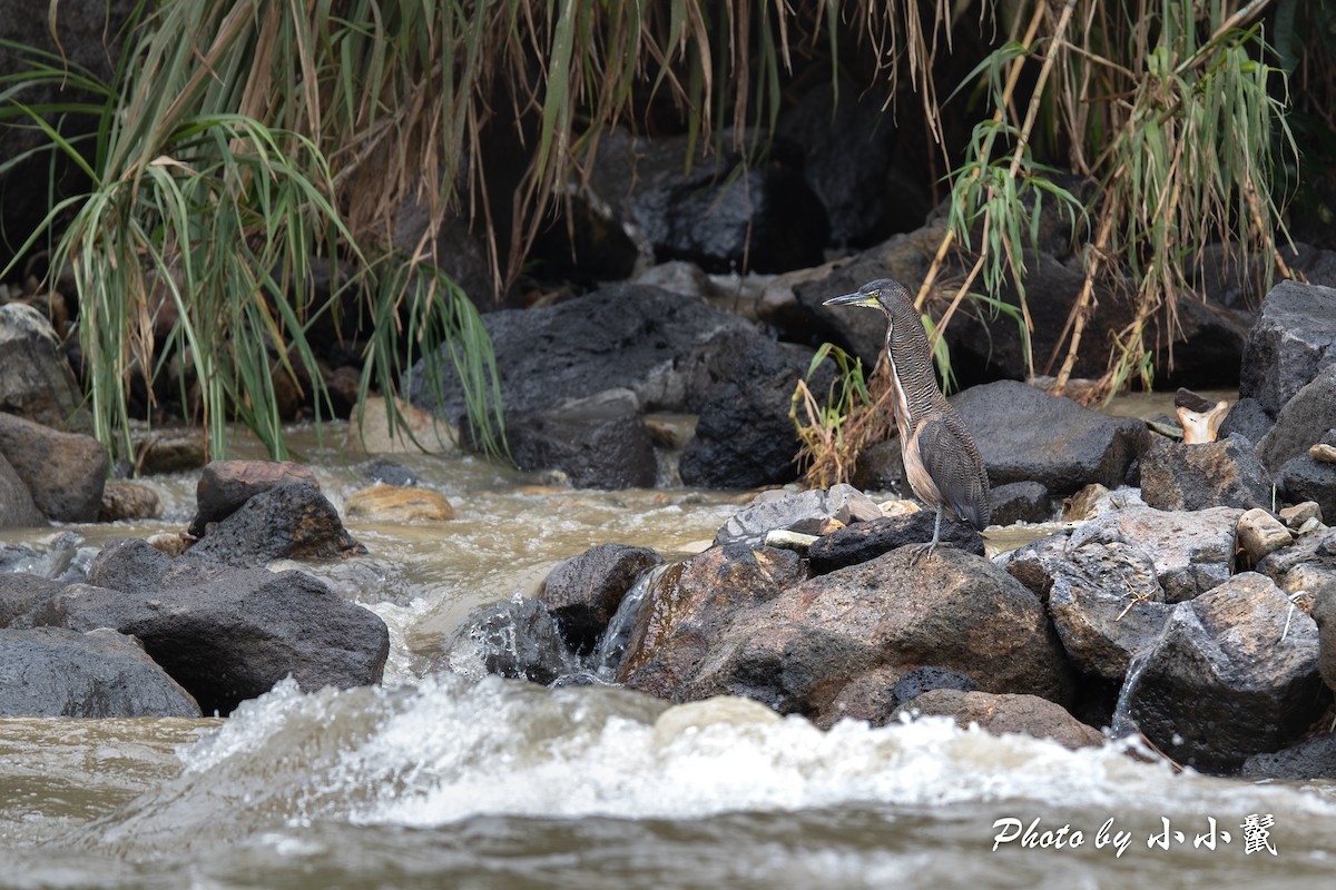 Fasciated Tiger-Heron - ML620816825