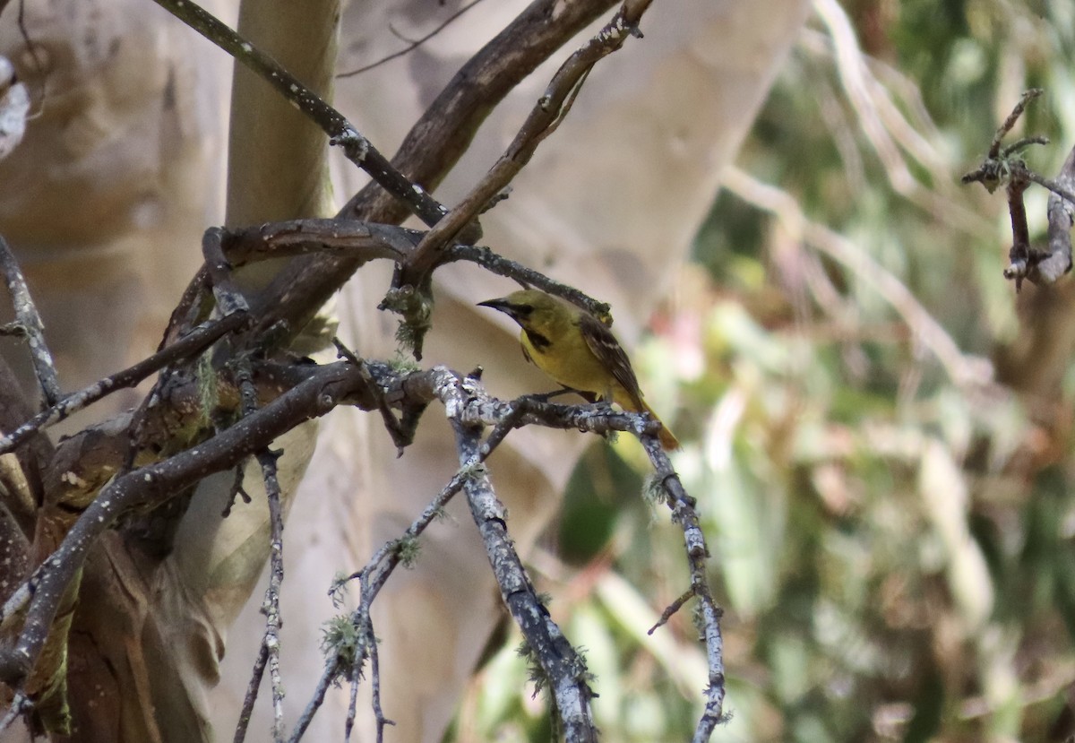 Oriole masqué - ML620816826