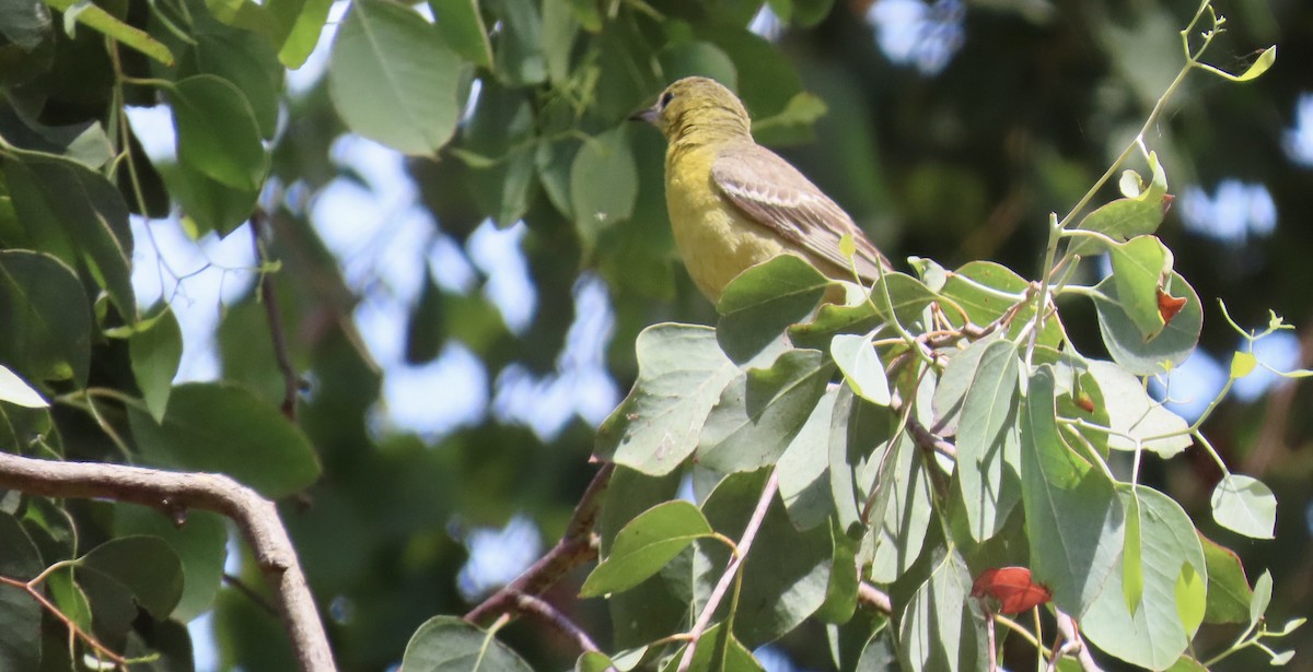 Hooded Oriole - ML620816829