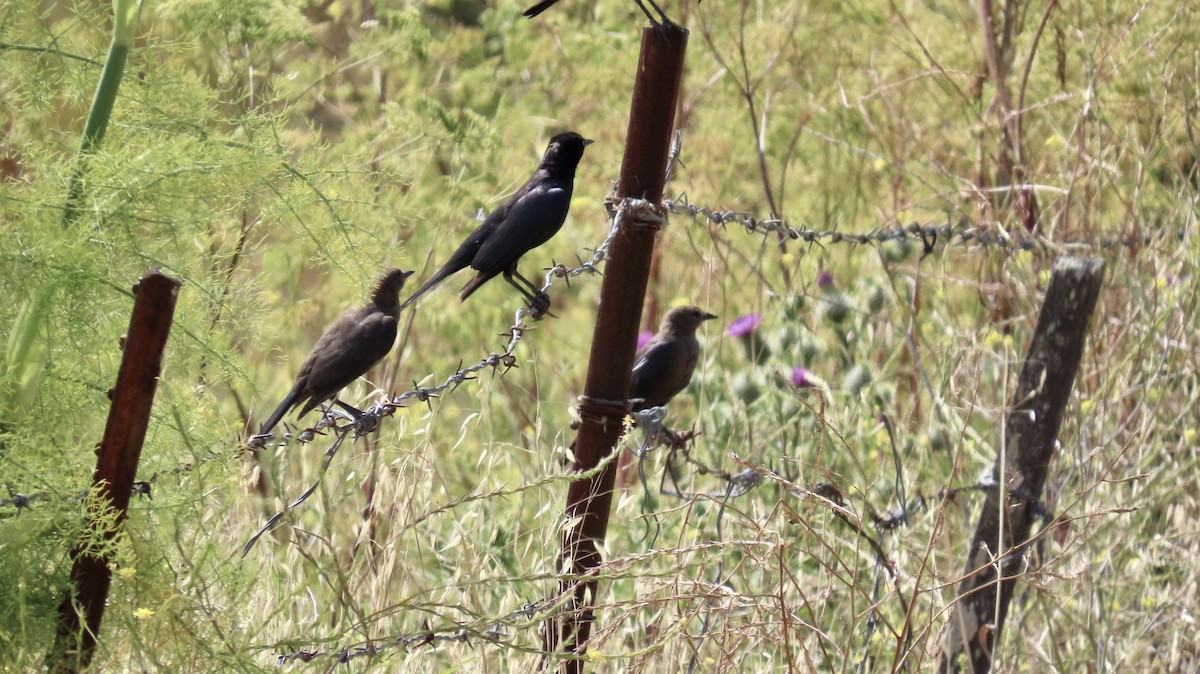 Brewer's Blackbird - ML620816835