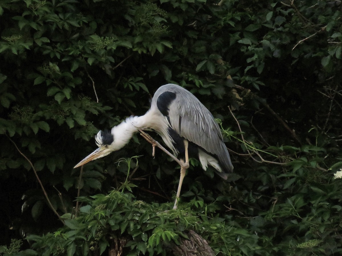 Gray Heron - ML620816836