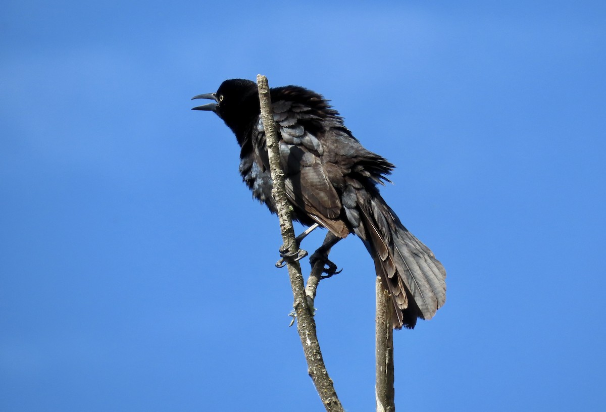 Great-tailed Grackle - ML620816838