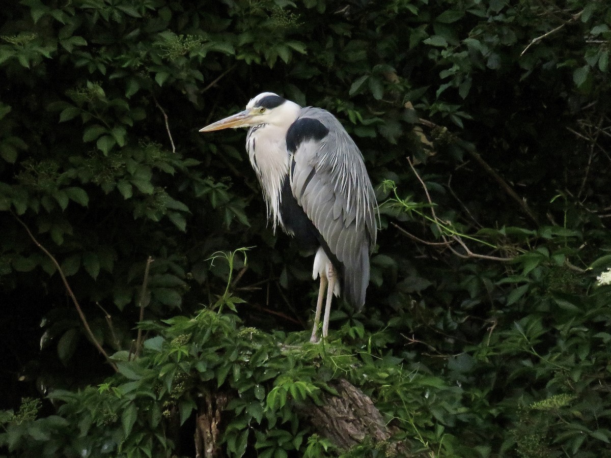 Gray Heron - ML620816839