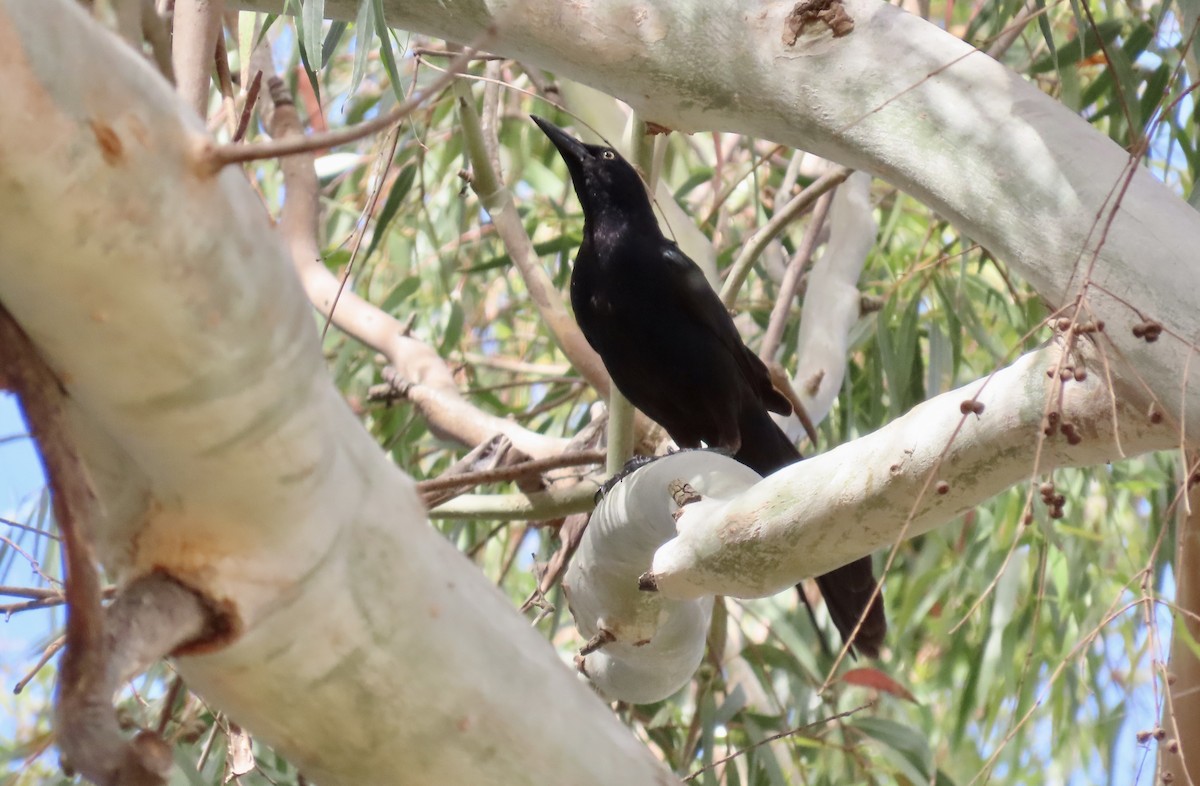 Great-tailed Grackle - ML620816840