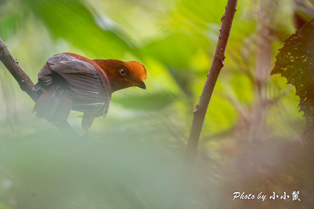 Andean Cock-of-the-rock - ML620816841