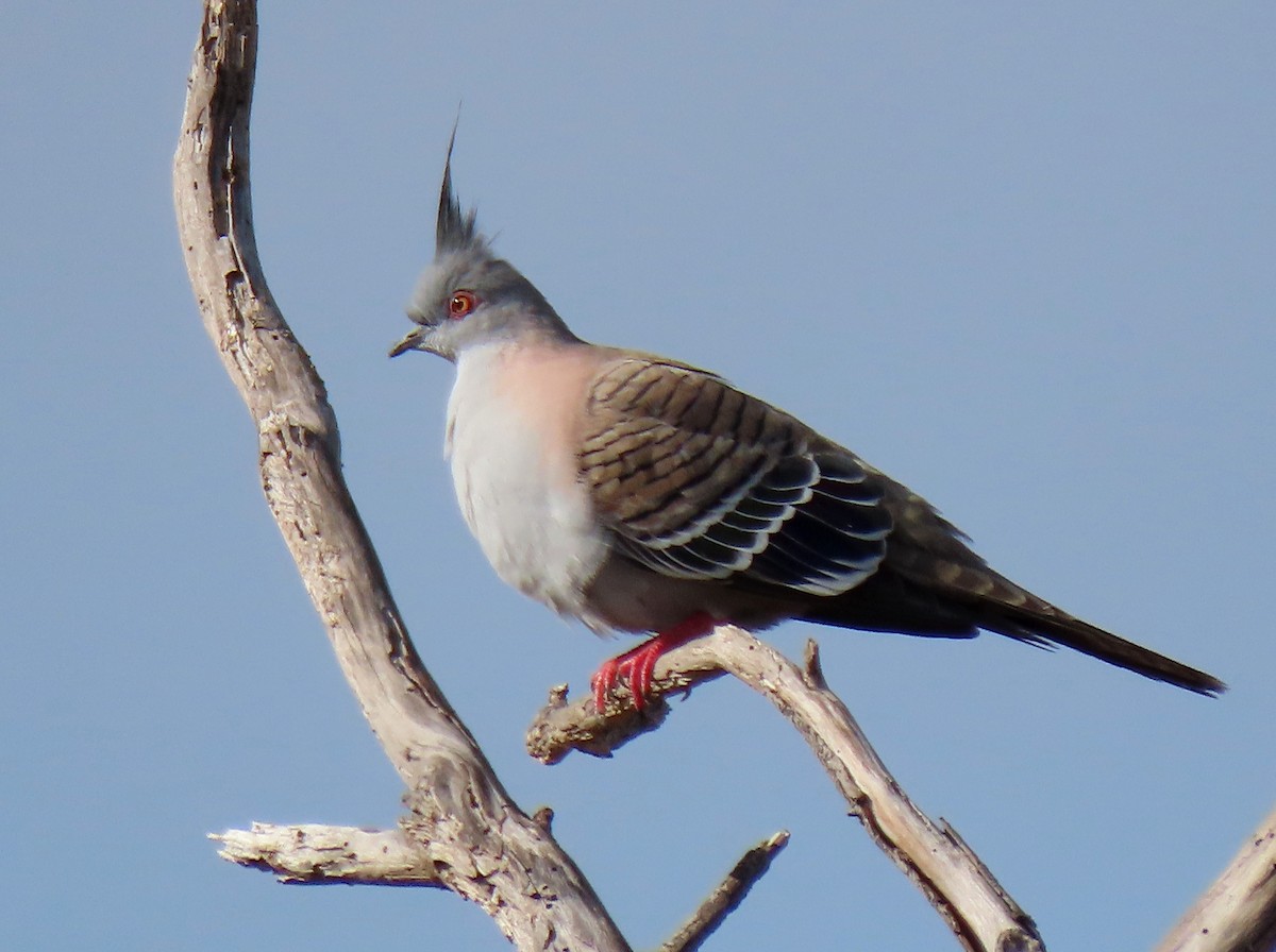 Crested Pigeon - ML620816844