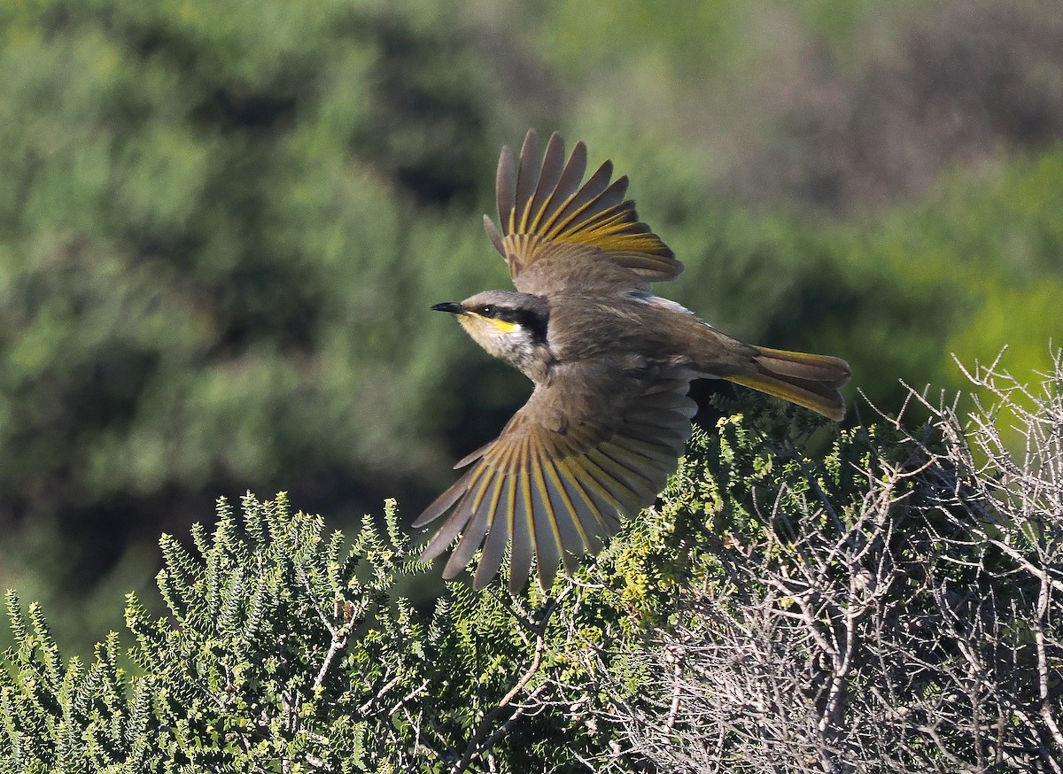 Singing Honeyeater - ML620816851