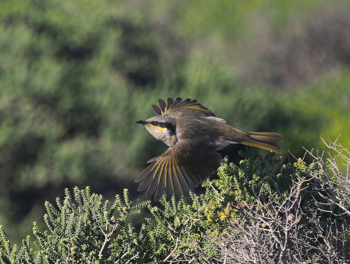 Singing Honeyeater - John Baas