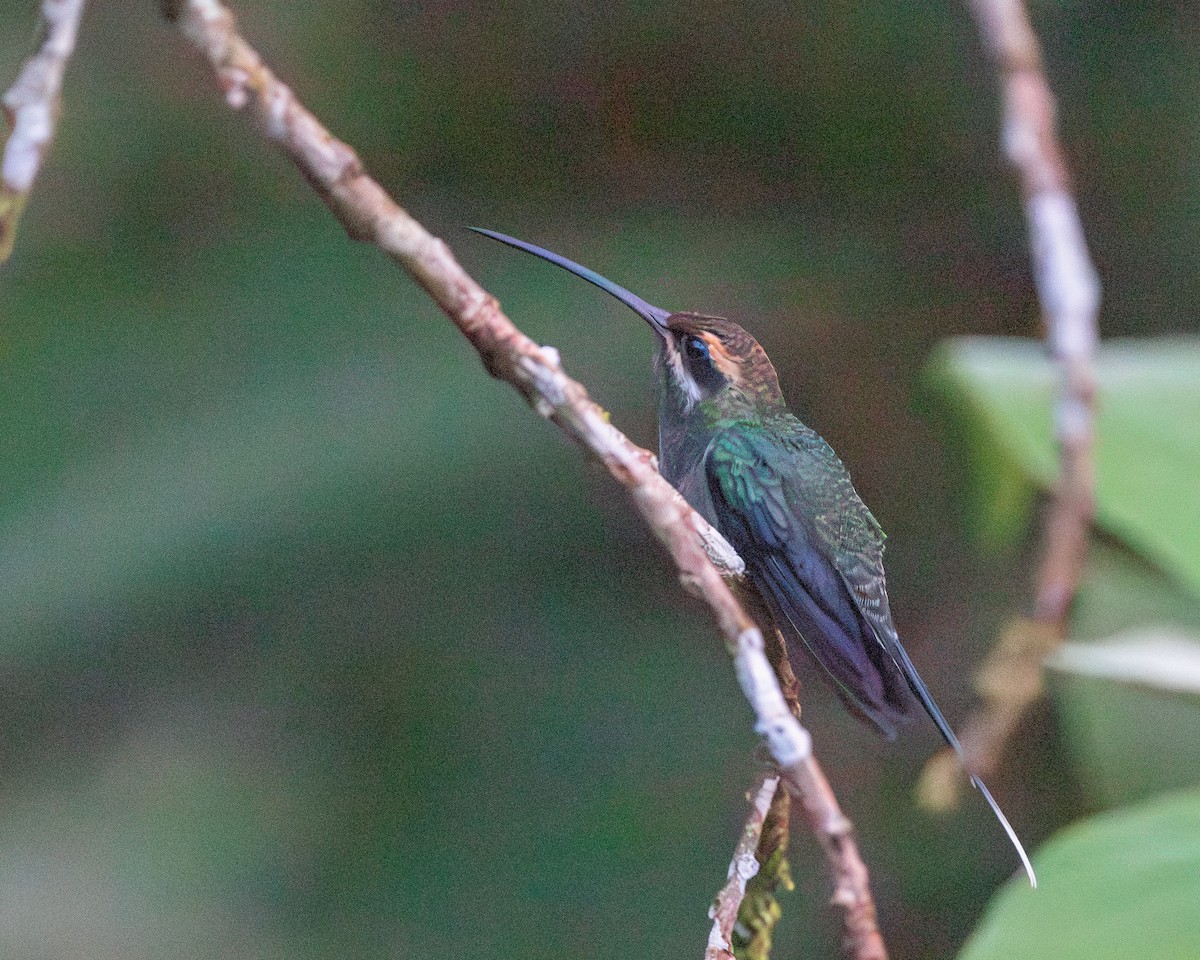 White-whiskered Hermit - ML620816853