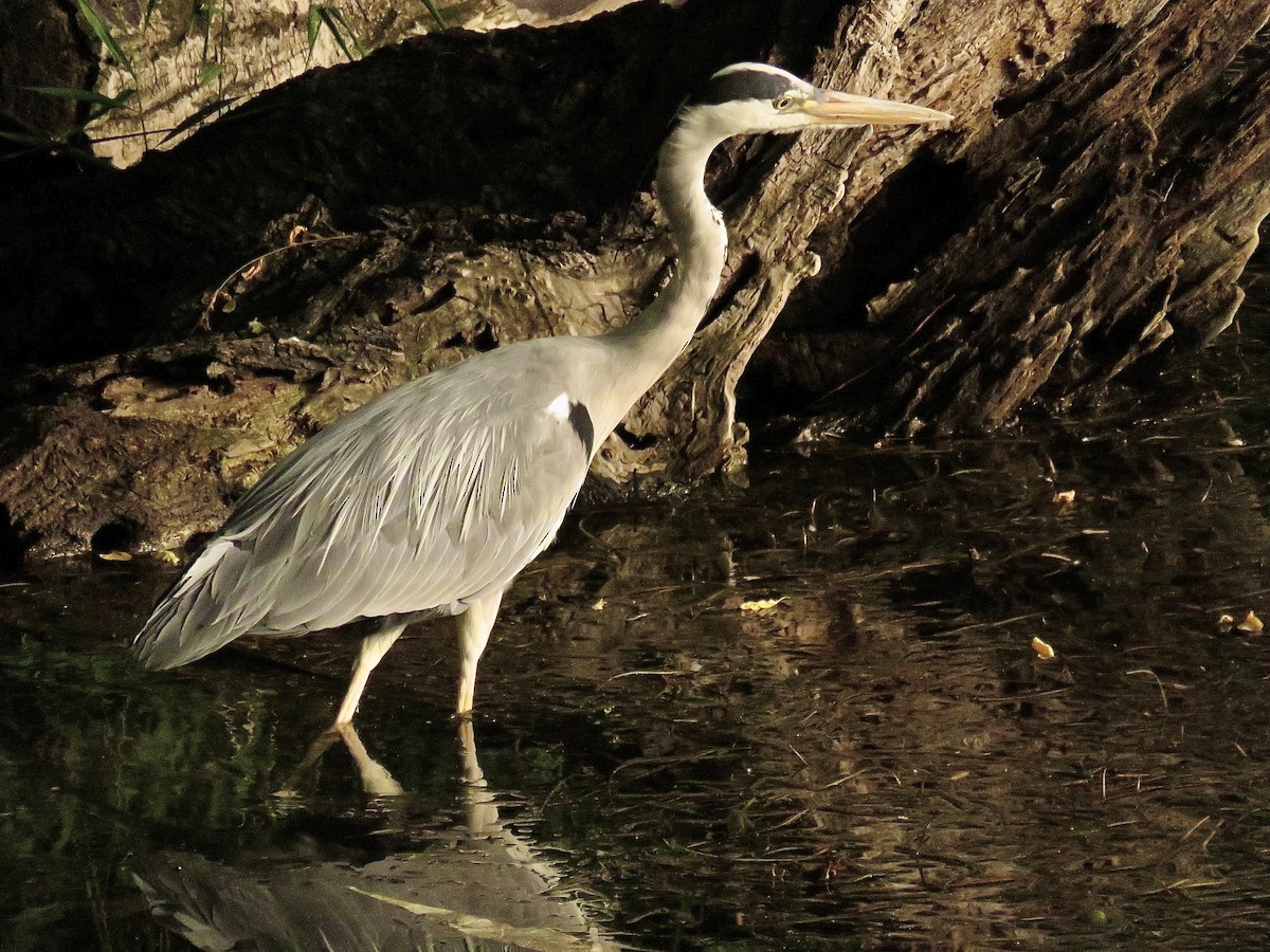 Gray Heron - ML620816858