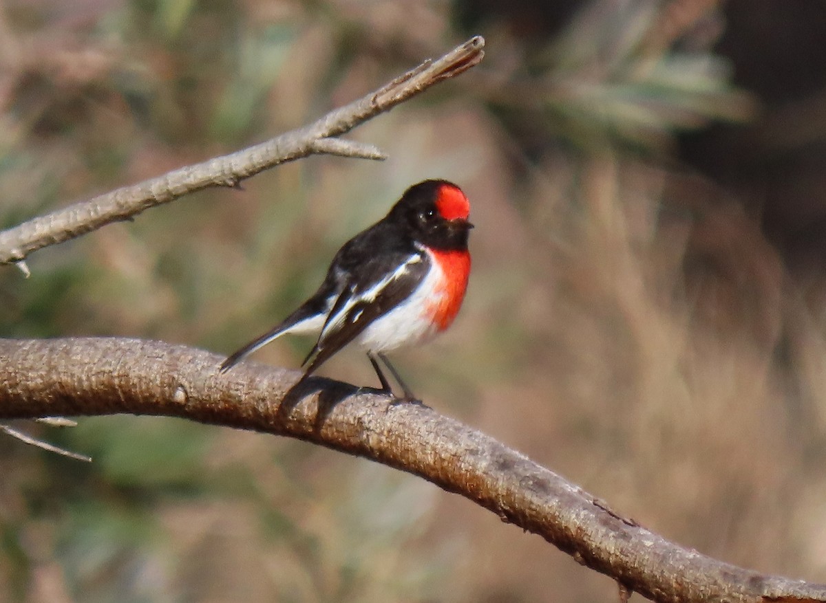 Red-capped Robin - ML620816859