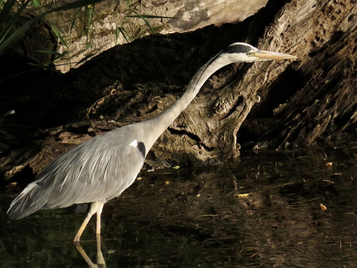 Gray Heron - ML620816860