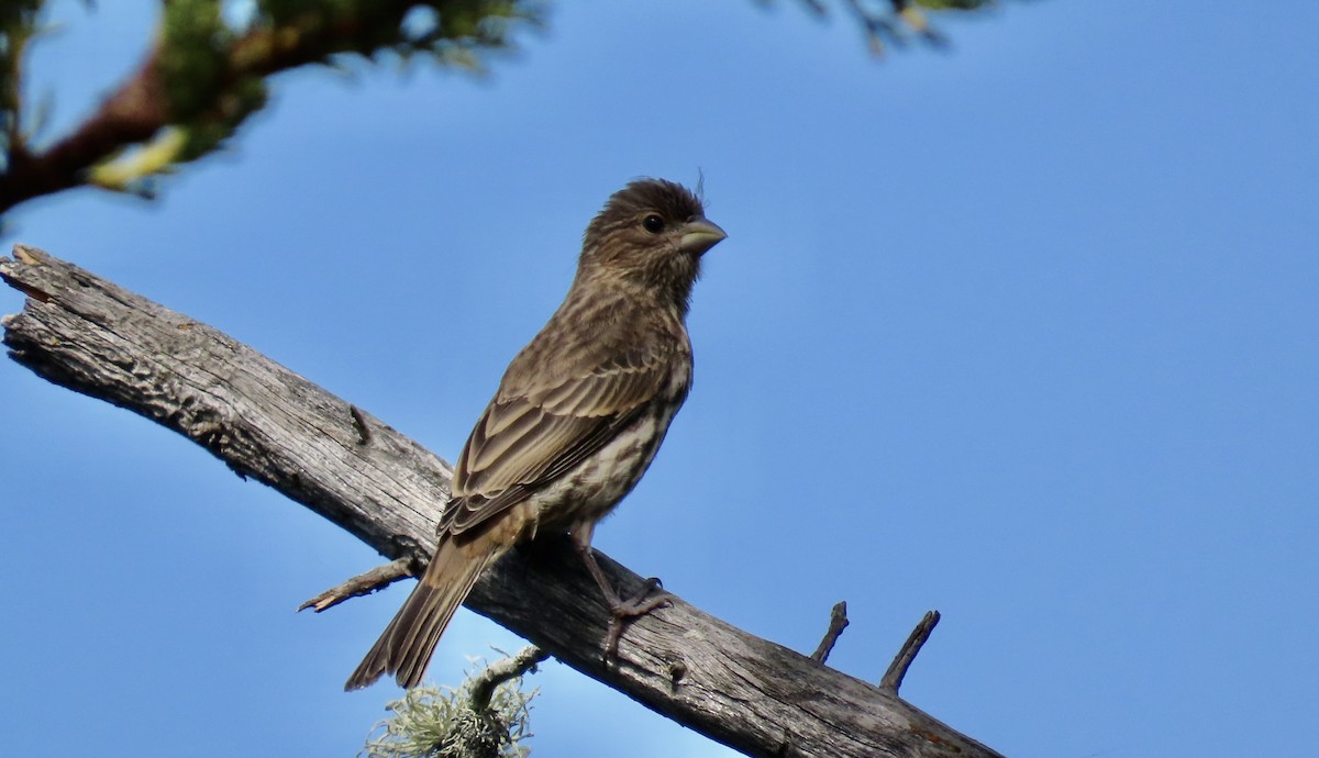 House Finch - ML620816861