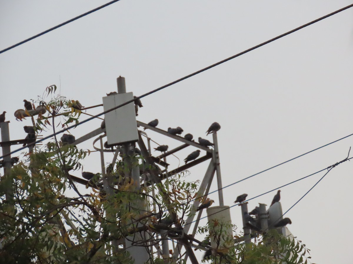 Rock Pigeon (Feral Pigeon) - ML620816862