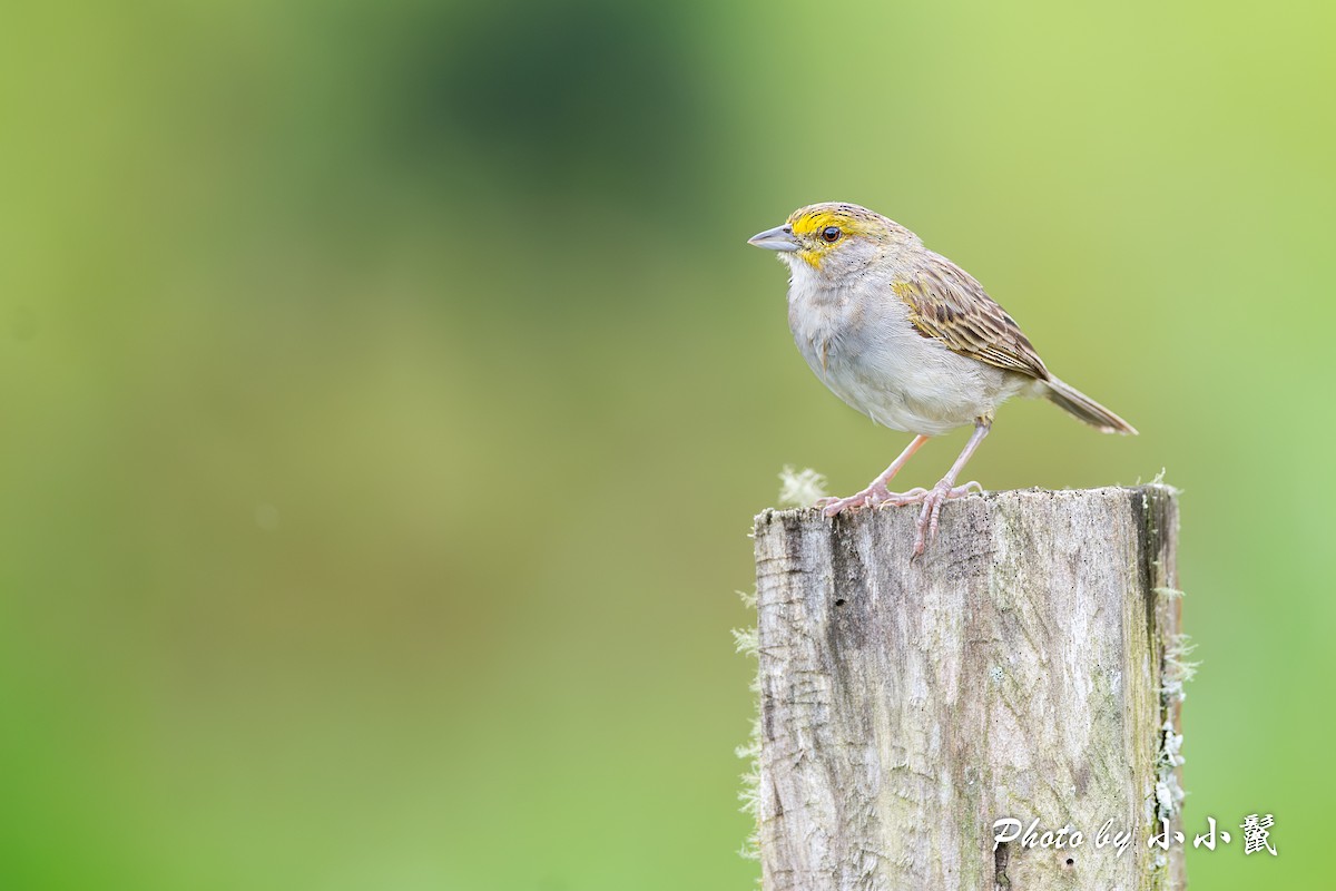 Yellow-browed Sparrow - ML620816864