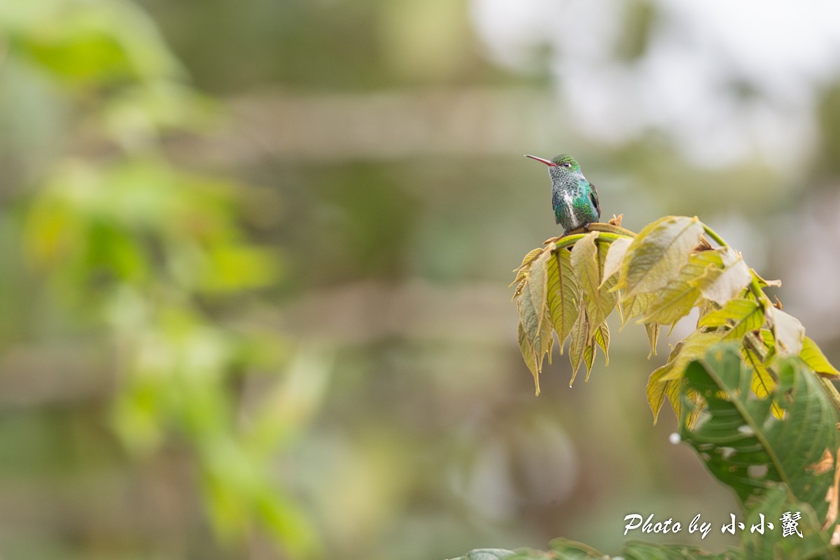 Glittering-throated Emerald - ML620816865